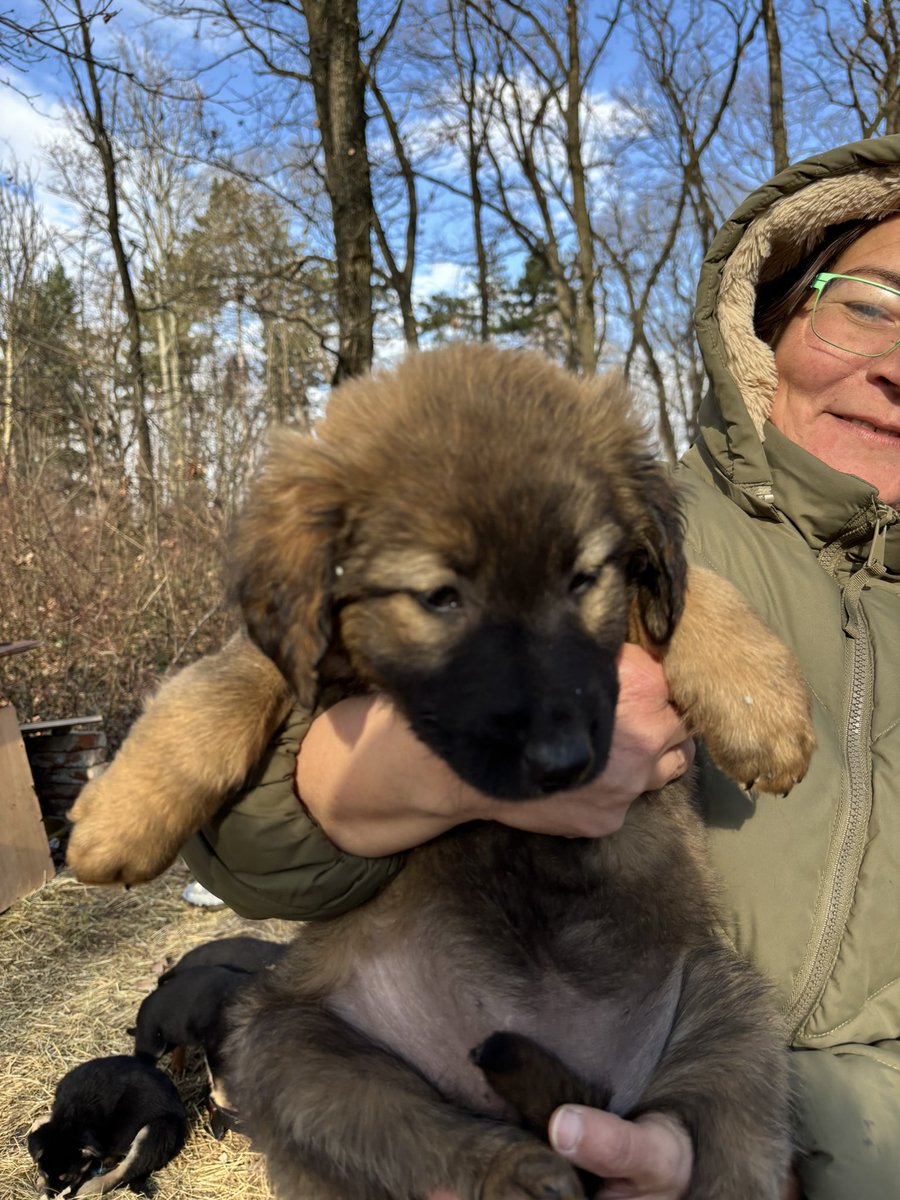 BadnjevicZrinka's tweet image. Udomi Enu! 
Ena je štene izbačeno na ulicu pre oko mesec dana, mešanka šarplaninca ili je bar neki gen pretka šarplaninca “proradio”. Najaktivnija je i najmaznija u leglu. 
Primila je prvu dozu vakcine i očišćena je od parazita. Nalazi se u okolini Beograda.