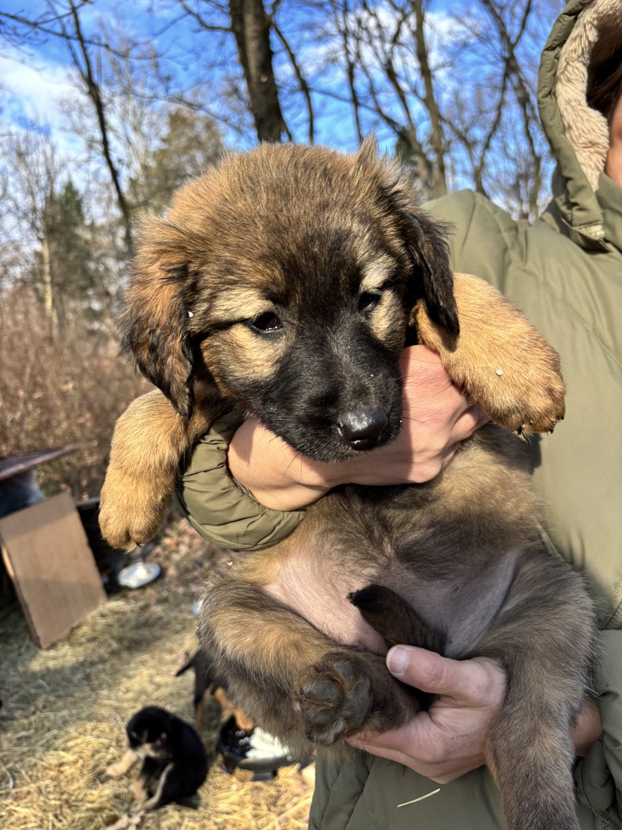 BadnjevicZrinka's tweet image. Udomi Enu! 
Ena je štene izbačeno na ulicu pre oko mesec dana, mešanka šarplaninca ili je bar neki gen pretka šarplaninca “proradio”. Najaktivnija je i najmaznija u leglu. 
Primila je prvu dozu vakcine i očišćena je od parazita. Nalazi se u okolini Beograda.