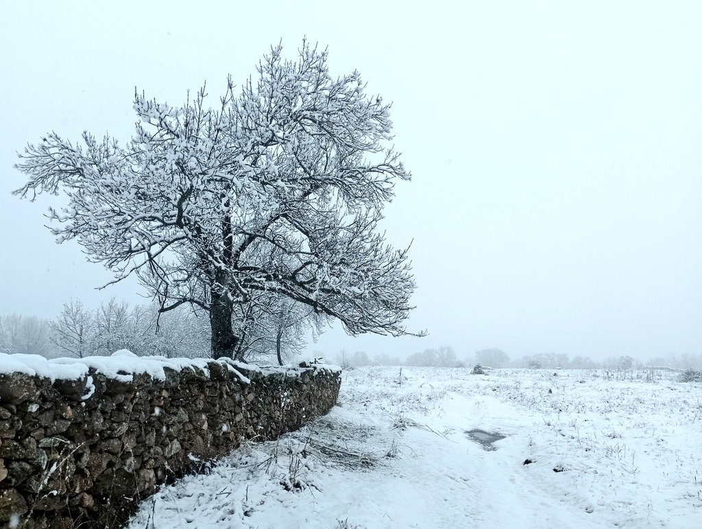 adventicia 🍃 tweet media