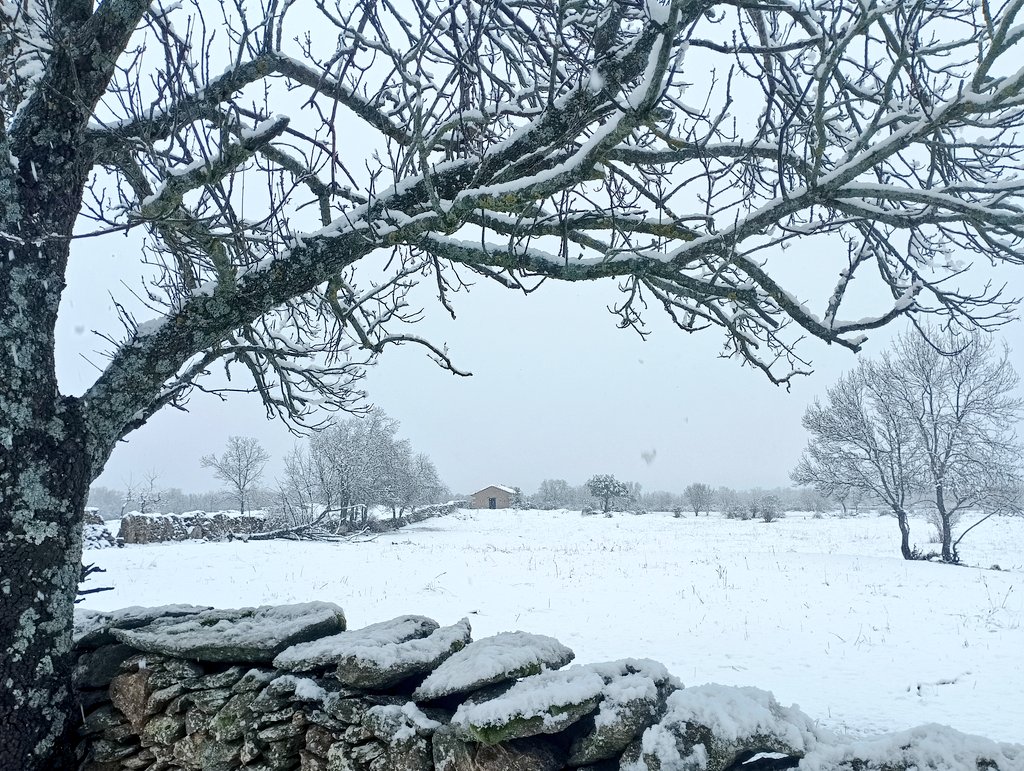 adventicia 🍃 tweet media