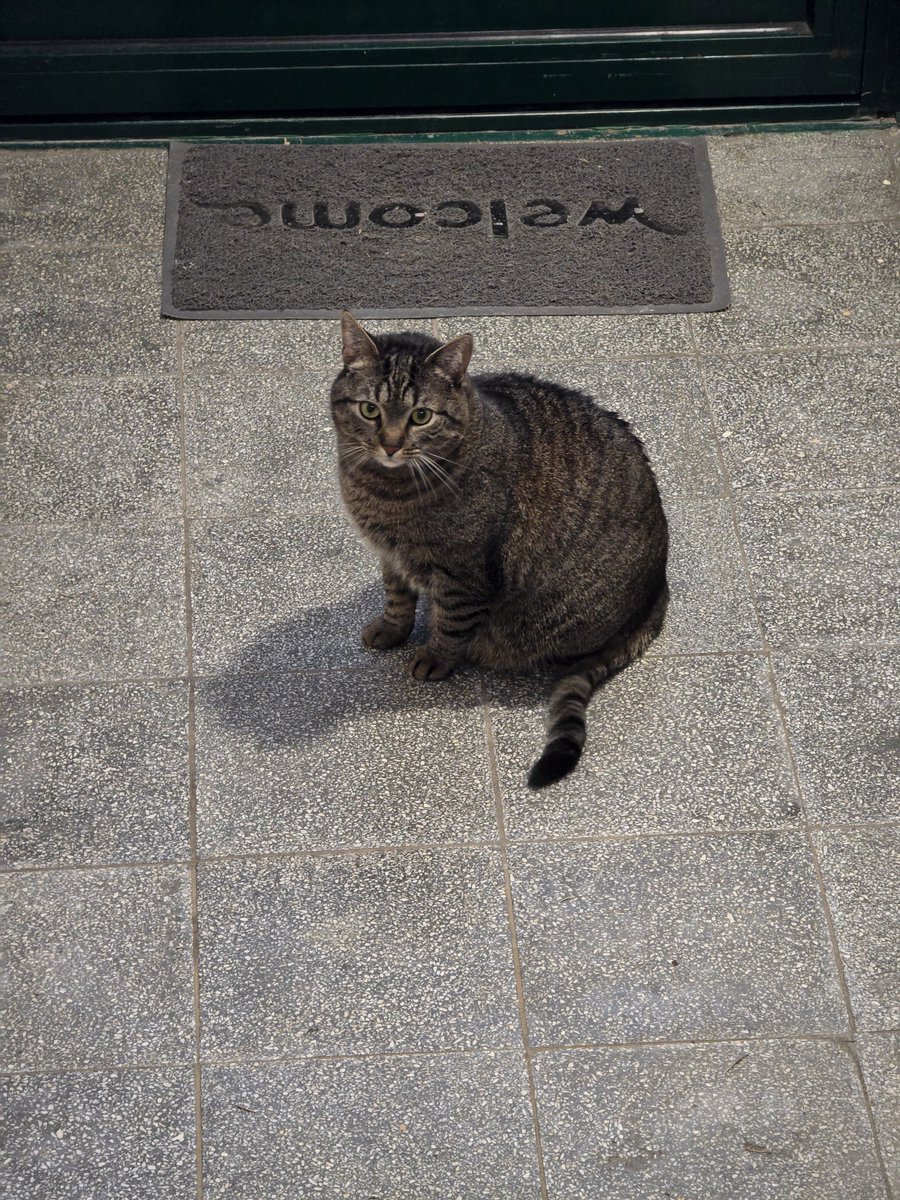 olyapka's tweet image. Давно не встречала в коридоре соседскую кошку, чёт она по ширине уже Борсига догнала. Это явно порода такая.