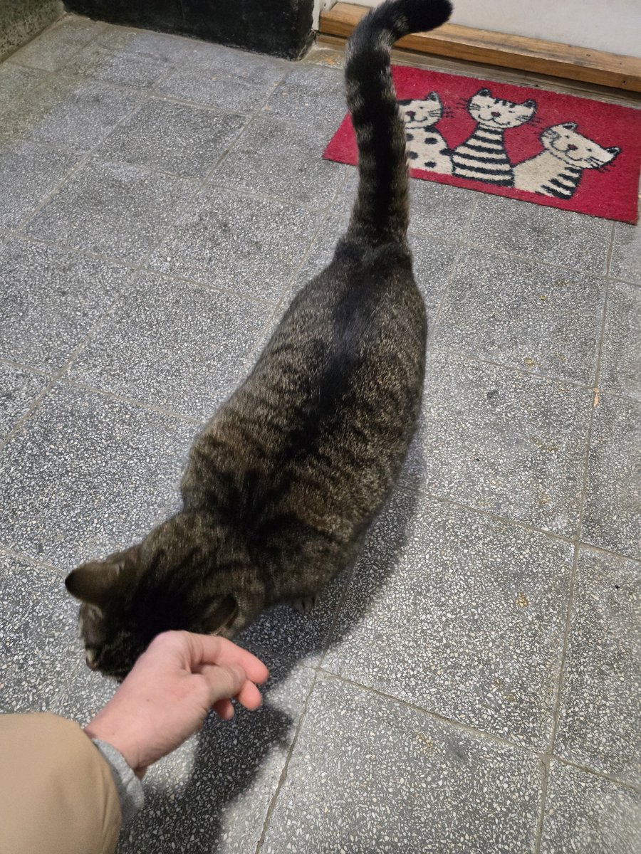 olyapka's tweet image. Давно не встречала в коридоре соседскую кошку, чёт она по ширине уже Борсига догнала. Это явно порода такая.