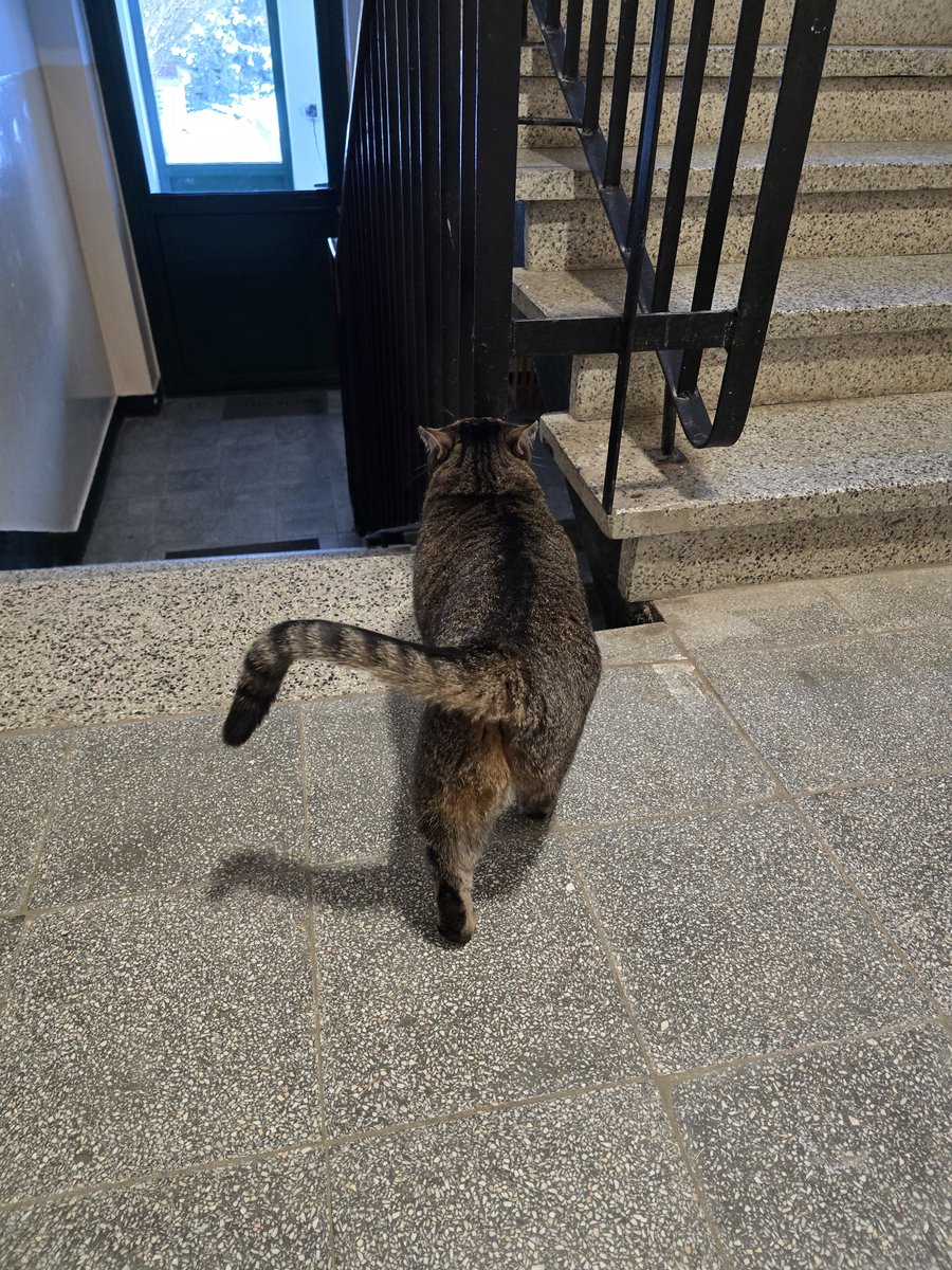 olyapka's tweet image. Давно не встречала в коридоре соседскую кошку, чёт она по ширине уже Борсига догнала. Это явно порода такая.