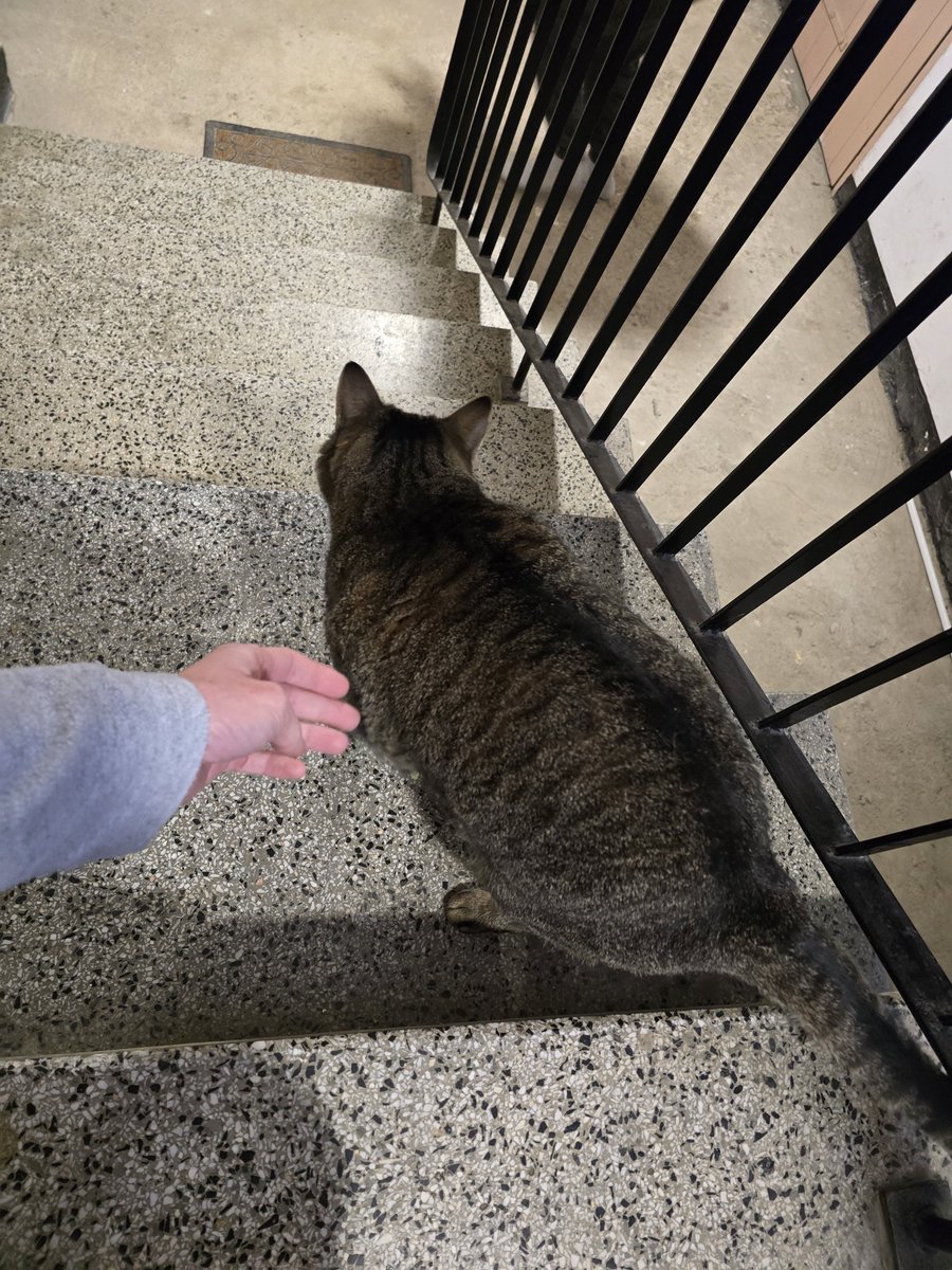 olyapka's tweet image. Давно не встречала в коридоре соседскую кошку, чёт она по ширине уже Борсига догнала. Это явно порода такая.