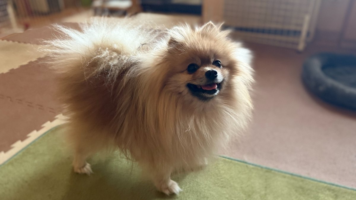 ポメのハッピー (@CvURT4VB0FlXs6B) / Posts / X