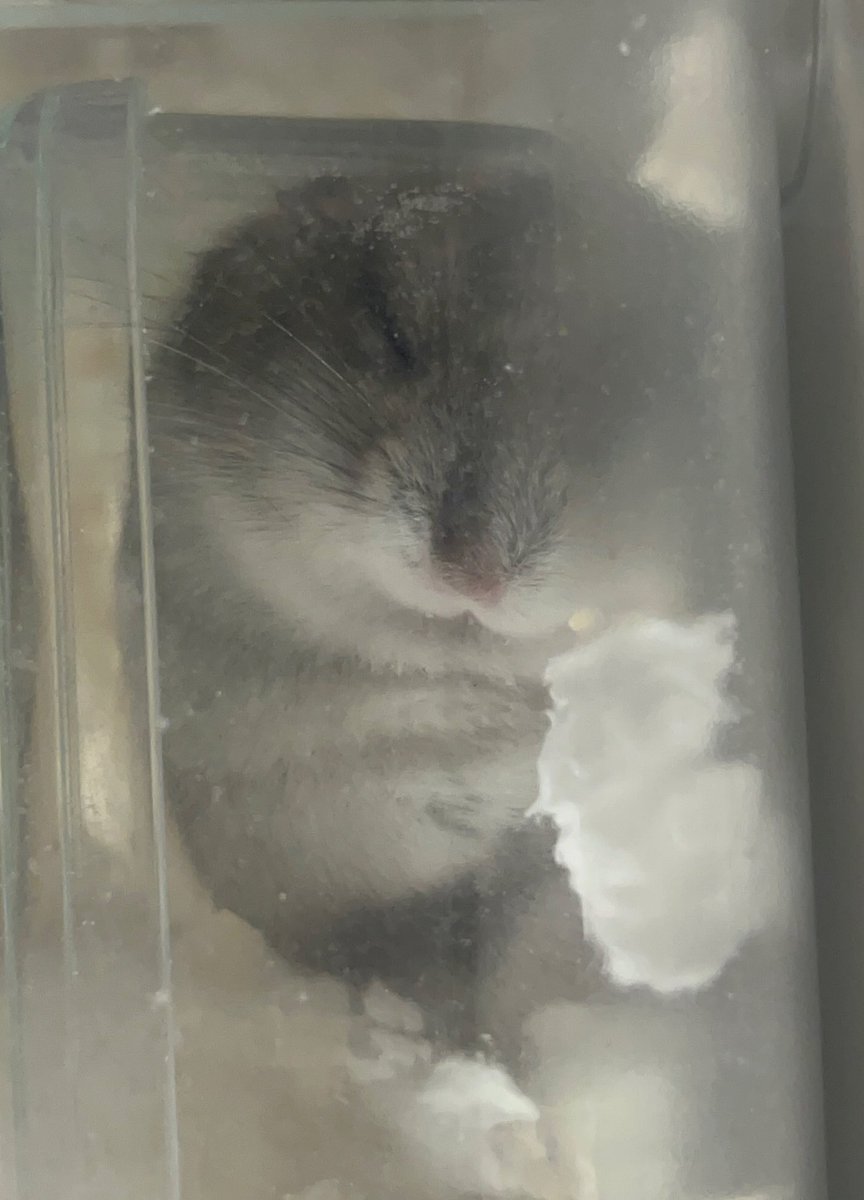 手毬ってうちのハムちゃんが寝てる時と同じ目をしてて好き