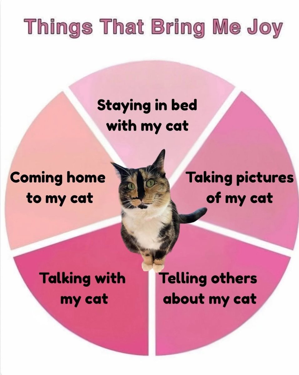 We don't deserve cats 😺 (@catsareblessing) on Twitter photo 