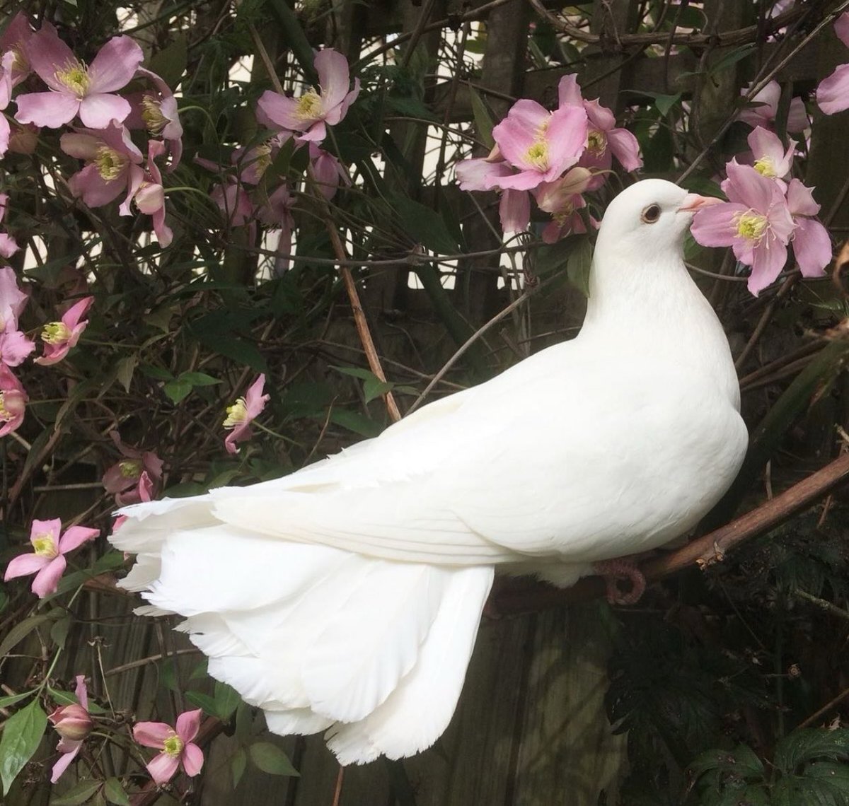 1leio's tweet image. 