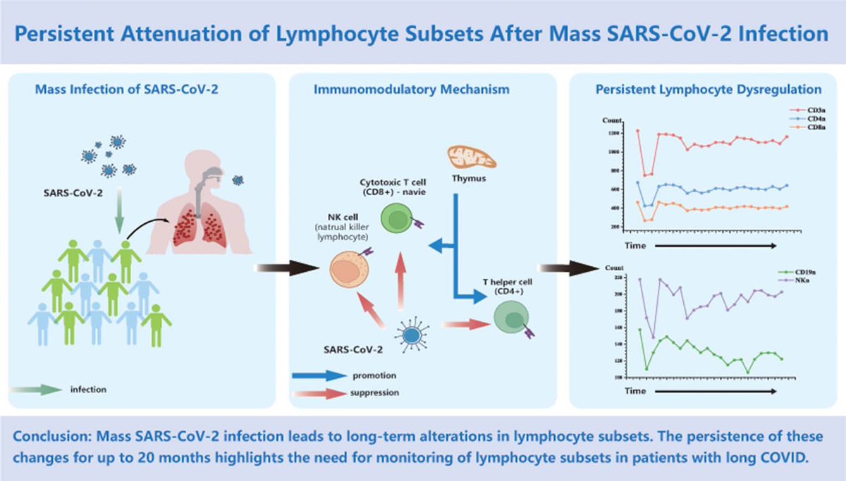 RWittenbrink's tweet image. »SARS-CoV-2 verursacht eine über 20 Monate andauernde Immunstörung.
Unsere Ergebnisse definieren die SARS-CoV-2-Infektion neu als einen Zustand lang anhaltender Immunschwäche.«

»Diese Studie unterstreicht die dringende Notwendigkeit einer langfristigen Immunüberwachung nach …