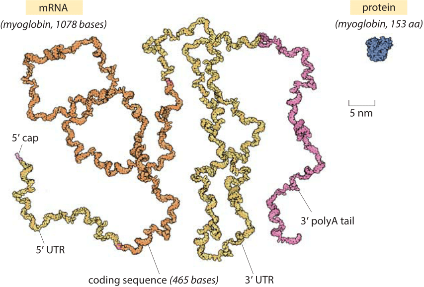 What's larger, a protein or its templating mRNA ?

> The mRNA is much larger.

⬛  𝐀 𝐬𝐞𝐧𝐬𝐞 𝐨𝐟 𝐬𝐜𝐚𝐥𝐞 -- 𝐪𝐮𝐚𝐧𝐭𝐢𝐭𝐚𝐭𝐢𝐯𝐞 𝐢𝐧𝐭𝐮𝐢𝐭𝐢𝐨𝐧 &amp; 𝐜𝐨𝐧𝐬𝐭𝐫𝐚𝐢𝐧𝐭𝐬 -- 𝐢𝐬 𝐚 𝐩𝐨𝐰𝐞𝐫𝐟𝐮𝐥 𝐞𝐧𝐚𝐛𝐥𝐞𝐫 𝐨𝐟 𝐫𝐞𝐬𝐞𝐚𝐫𝐜𝐡.

The figure shows myoglobin