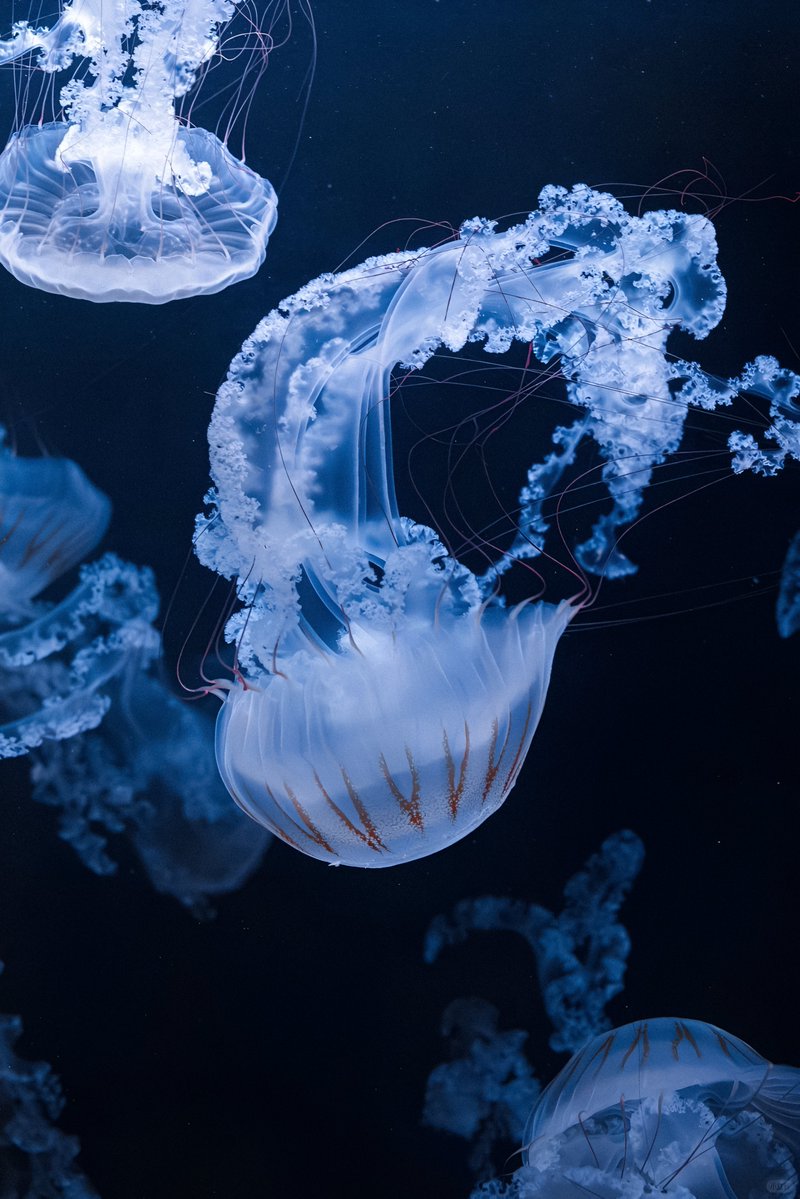 gardenofcolours's tweet image. 