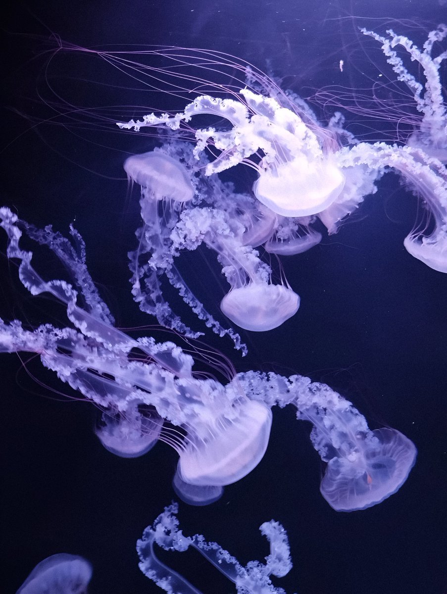 gardenofcolours's tweet image. 