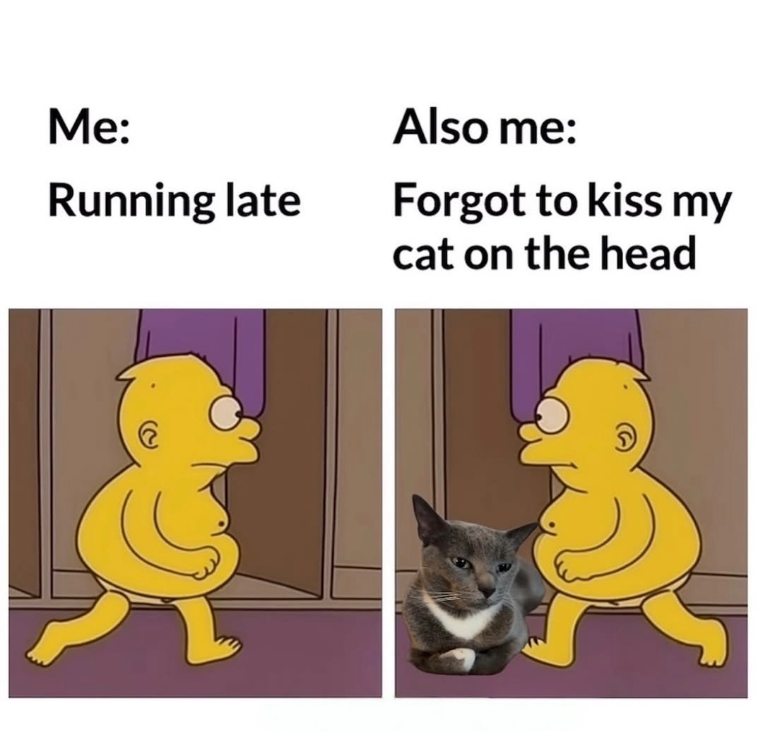 catsareblessing's tweet image. 