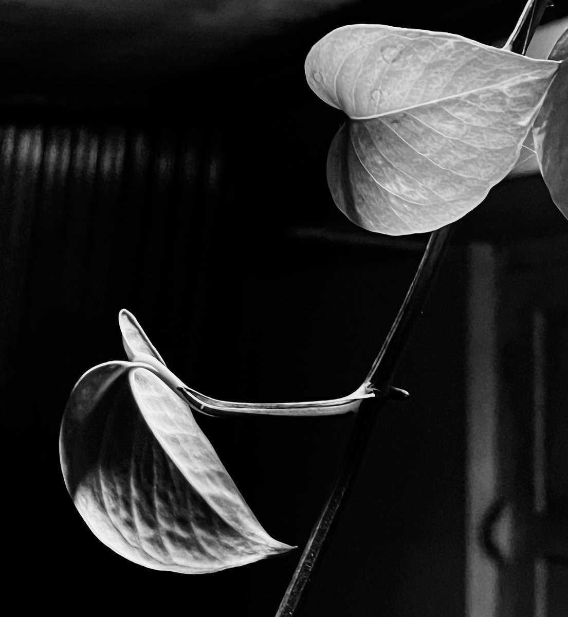 AmitavaNag18's tweet image. Conversations

#iPhone  #iPhonephotography #iPhone13 
#NaturePhotography #Wellness