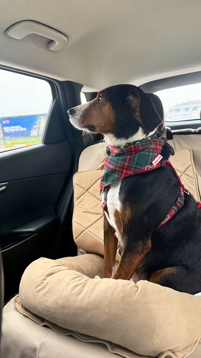 Bu güzel annenin yuva bekleyen 3 bebeği kalmış. Onlar da sahiplenilince kendisi geçici yuvaya bize gelicek. Lütfen sahiplenir misiniz artık bekleyemiyoruz da 🫠💕  iletişim <a href="/Badiko_/">Badiko</a>