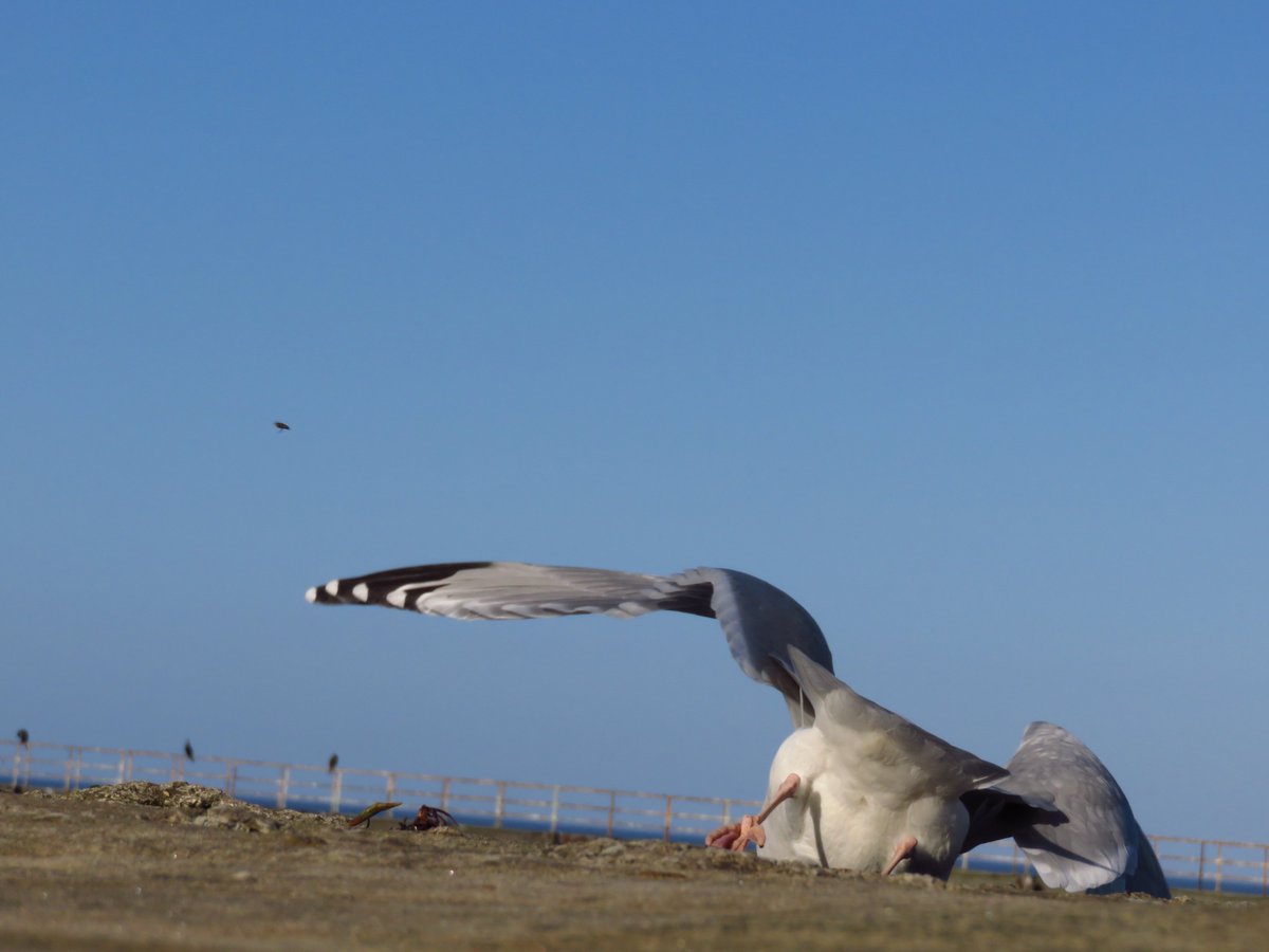 DrawingInDark's tweet image. 'There she gooooooes' a gull butt for you today :) I believe this near miss was in Whitby, that looks like the cormorants on the pier railings in the background.