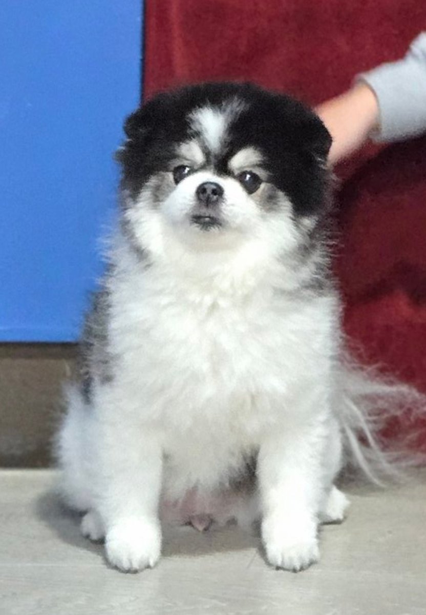 츄 진짜 인형가태ㅠ