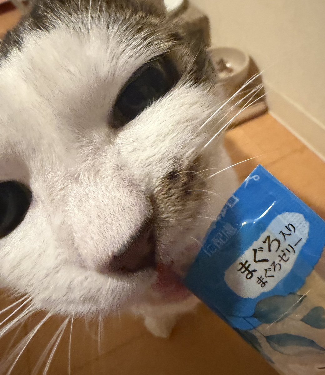 nirreff's tweet image. 今週は動物病院に行って偉かったね！のご褒美おやつに大興奮😋

#土アップ祭