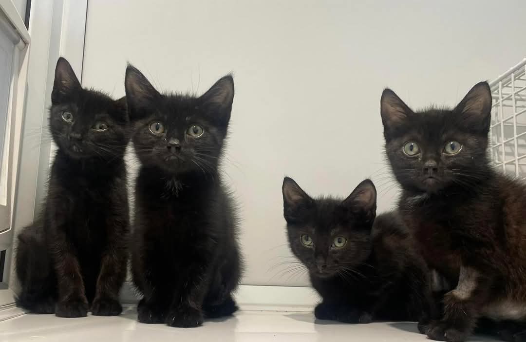 team_greenacres's tweet image. 🏡🐈‍⬛️Meet Pumpkin, Ghost, Trick &amp;amp; Treat They are 4 adorable black kittens all searching for their forever homes🐈‍⬛️🏡

They’re full of playfulness &amp;amp; affection but like many black kittens, they’re often the last to be chosen

Each one has a sweet, gentle nature, loves to explore,…