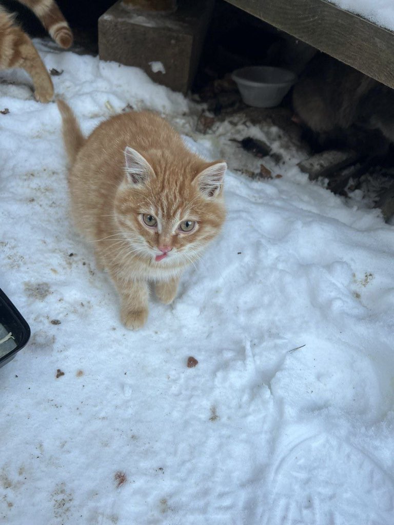 teacherrka's tweet image. Москва и МО!! Помогите спасти кошек!! Нужны передержки хотя бы на время мороза, 10 кошек погибают 😭 на следующей неделе минус 30 

+79269708075