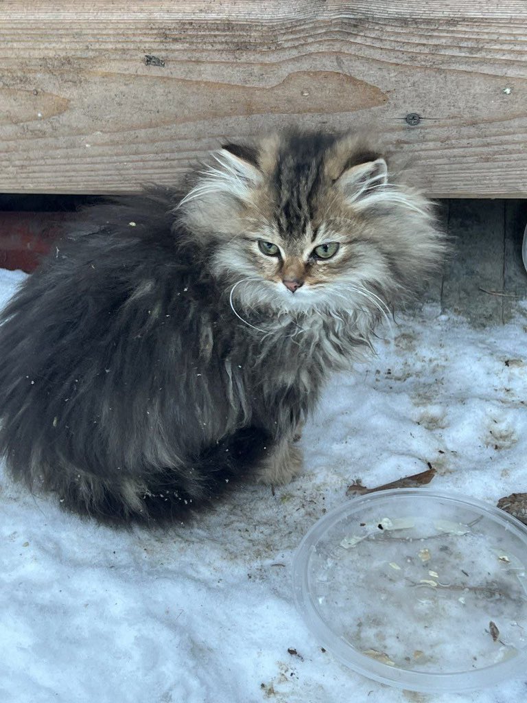 teacherrka's tweet image. Москва и МО!! Помогите спасти кошек!! Нужны передержки хотя бы на время мороза, 10 кошек погибают 😭 на следующей неделе минус 30 

+79269708075