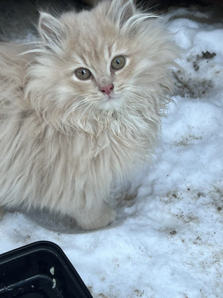 teacherrka's tweet image. Москва и МО!! Помогите спасти кошек!! Нужны передержки хотя бы на время мороза, 10 кошек погибают 😭 на следующей неделе минус 30 

+79269708075