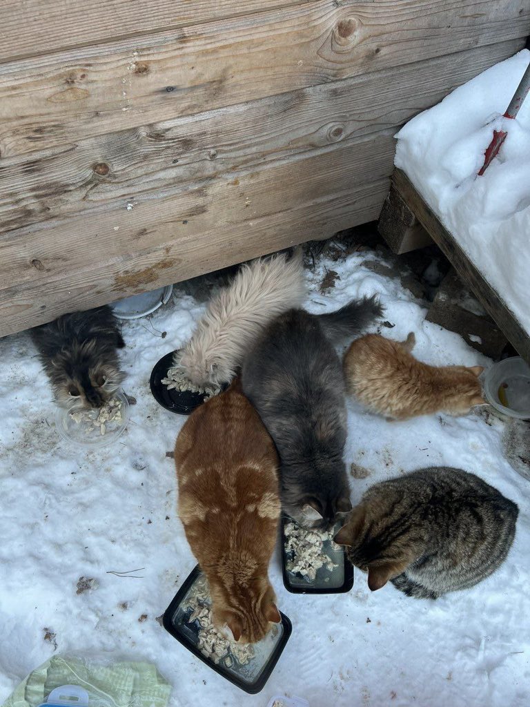 teacherrka's tweet image. Москва и МО!! Помогите спасти кошек!! Нужны передержки хотя бы на время мороза, 10 кошек погибают 😭 на следующей неделе минус 30 

+79269708075