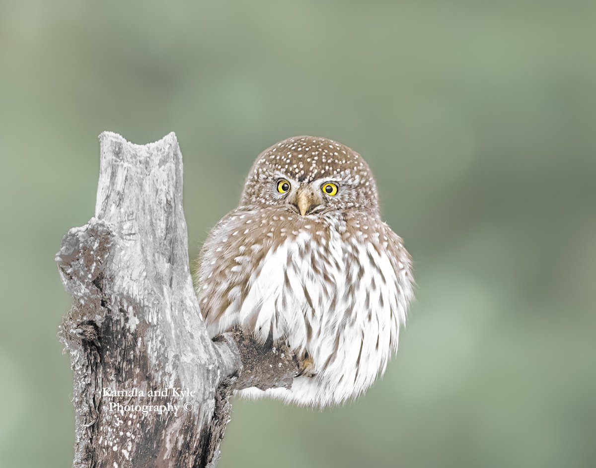 KamalaKyle's tweet photo. One of our favorite Pygmy Owl photos - on a scale of 1 to 10, how fluffy is he??
#FatBirdWeek #CalgaryOwl #CalgaryOwls #OwlsOfCalgary #YycOwls #OwlsOfYyc #AlbertaOwl #AlbertaOwls https://t.co/nx8pfb5lox