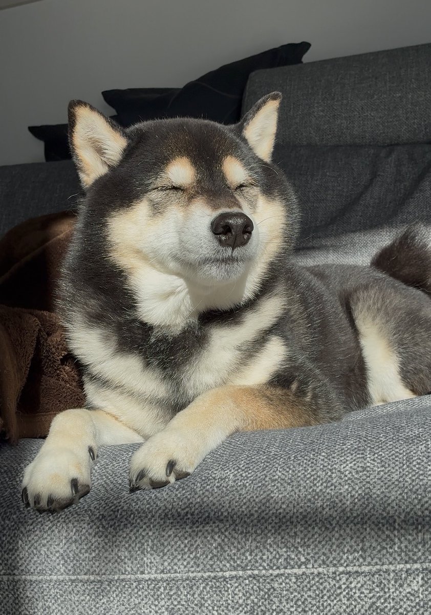 ぽんぽんポン助 (@ponpon_PONSUKE_) / Posts / X