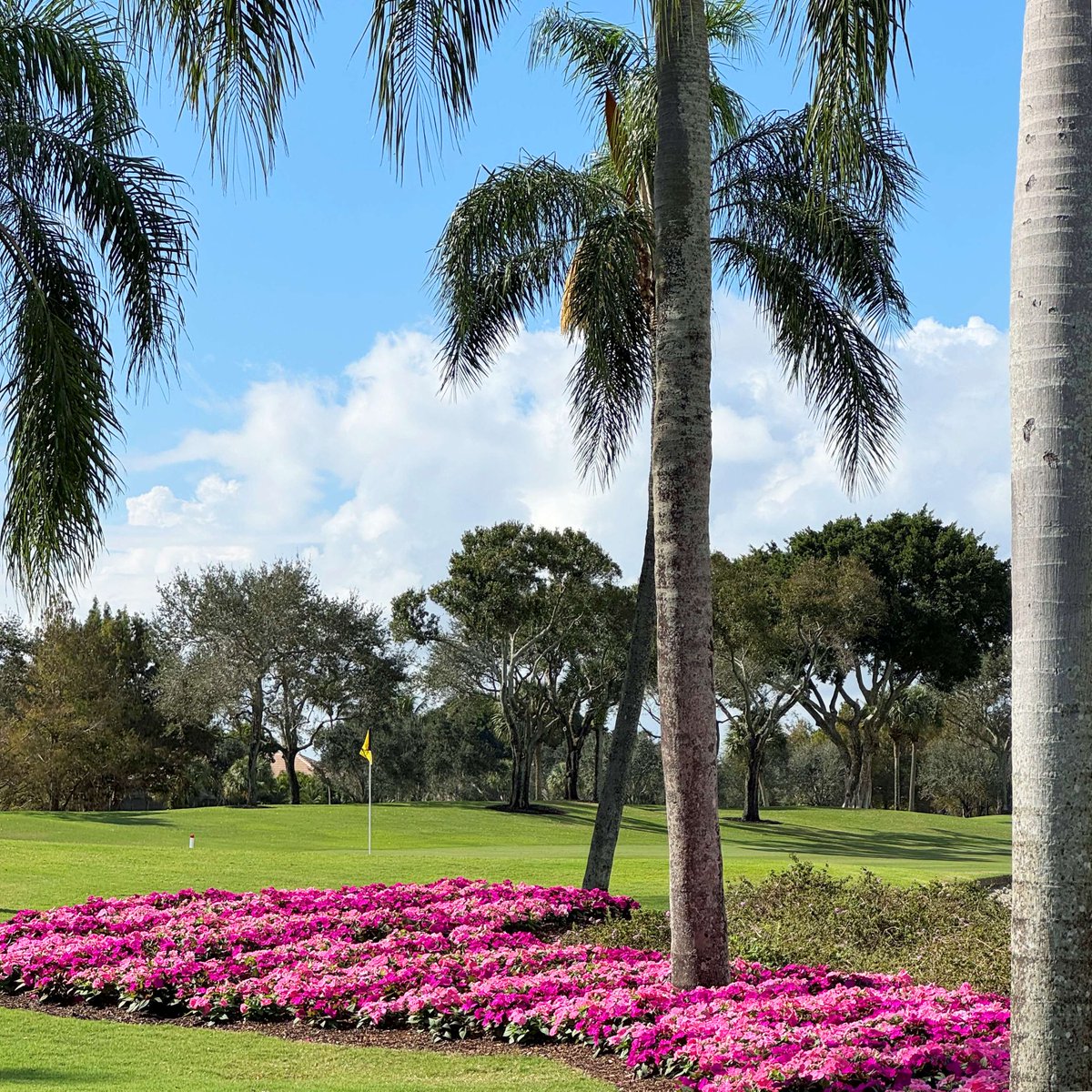 ClubatIbis's tweet image. Sun’s up, blooms out—thank you to Janet Rourk for this gorgeous shot! 🌼📸 

#LifeatIbis #SunriseSaturday