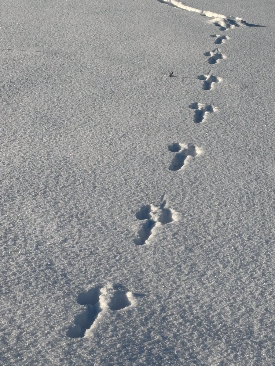 Margita Deičmane tweet media