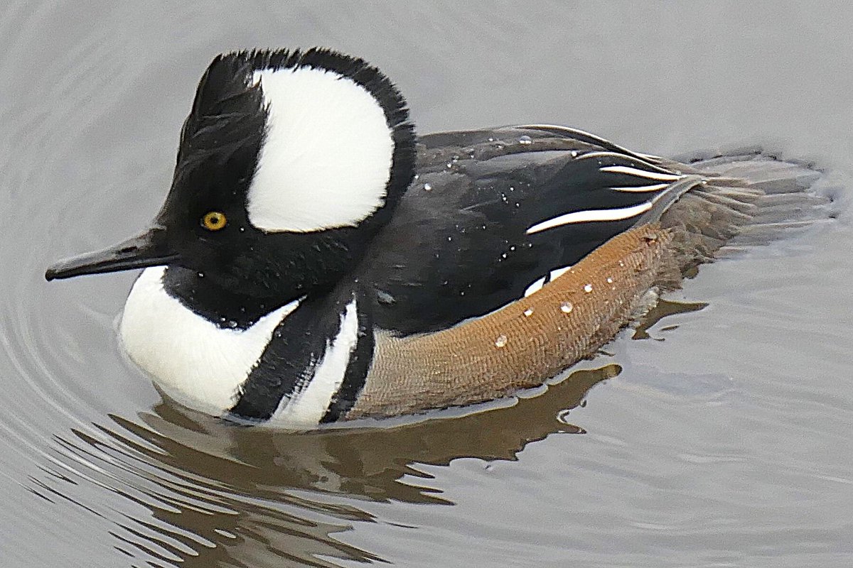 Howard Katz tweet media