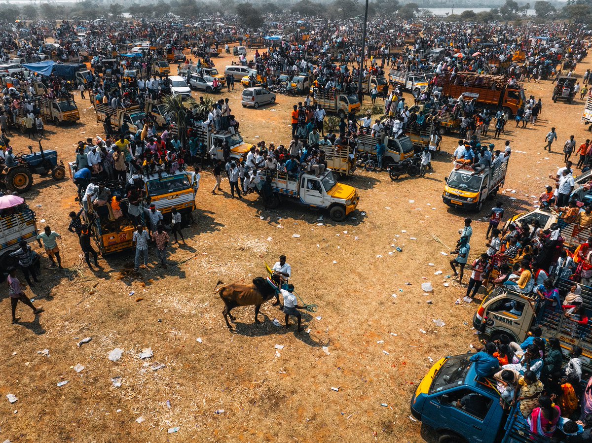 Siravayal Manjuvirattu 2026, the ancient bull-taming sport in Tamilnadu. ❤️

Shot using @djiglobal Mavic 3 Pro. 

#tamilnadu #skypixel #bulltaming #jallikattu #india