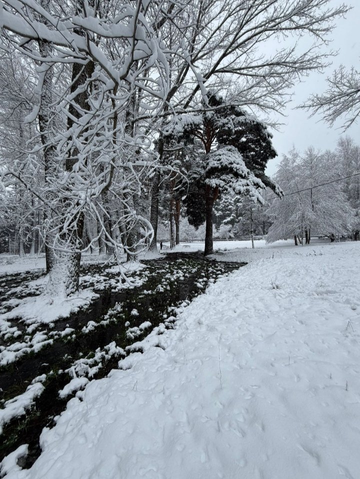 Marta Oriol 🇮🇱🔯✝️🙏 tweet media