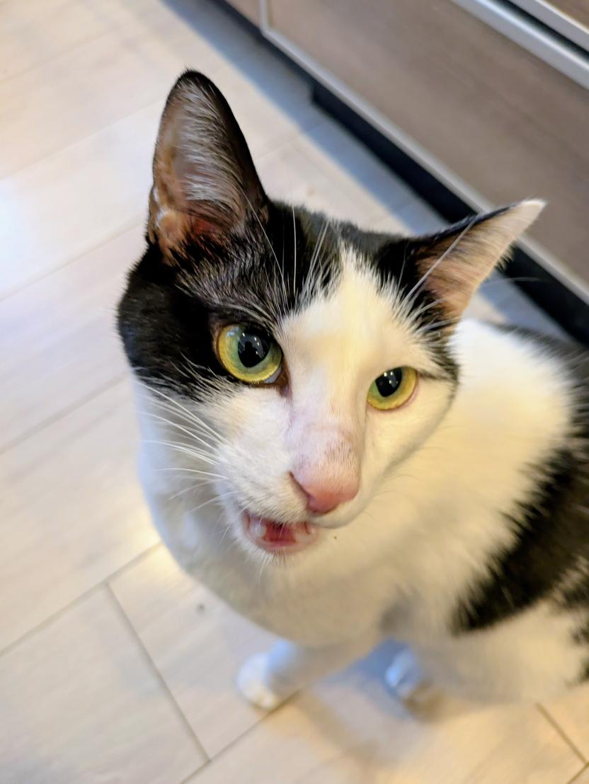 今週もまたお疲れ様でした。
合格発表を待つ地獄みたいなあの時間帯から早いもので１週間。セーブして後回しにしていた仕事に追われ大変な日々ですが、何とか頑張ってます。
夜の写真は御飯催促サンゴちゃん。