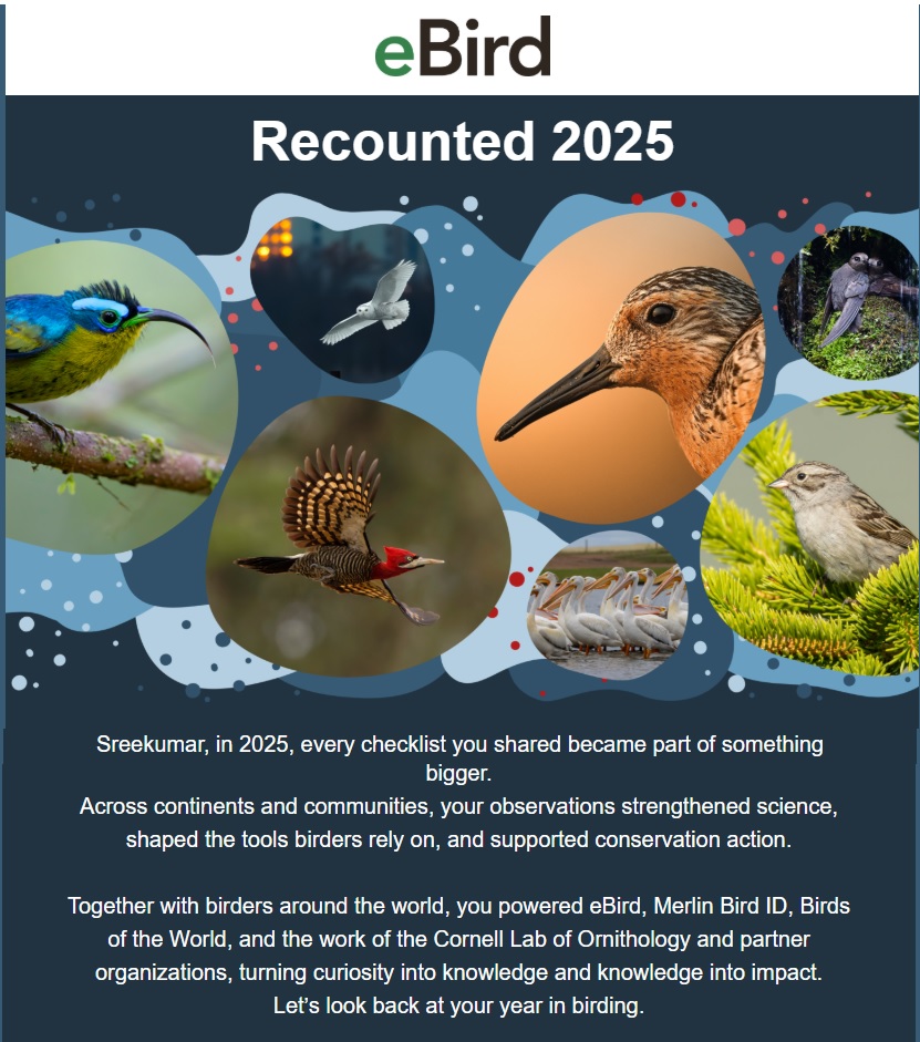 My 2025 birding journey summed up!! Total 627 Checklists in 365 days,653.7 hr, walking 569.9 km in 149 locations. 271 species/ 26589 Birds Counted (11 lifers). 1926 Photographs of 222 Species. 1376 Sound Recordings of 163 species. Not too bad, I would say!!!
