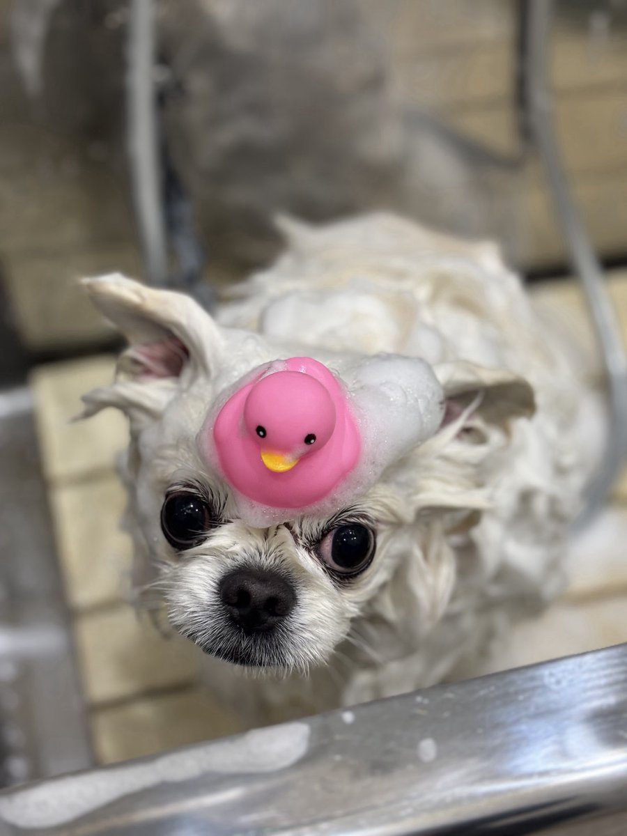 ぷてぃかわ(ポメペキ⭐︎3歳) tweet media