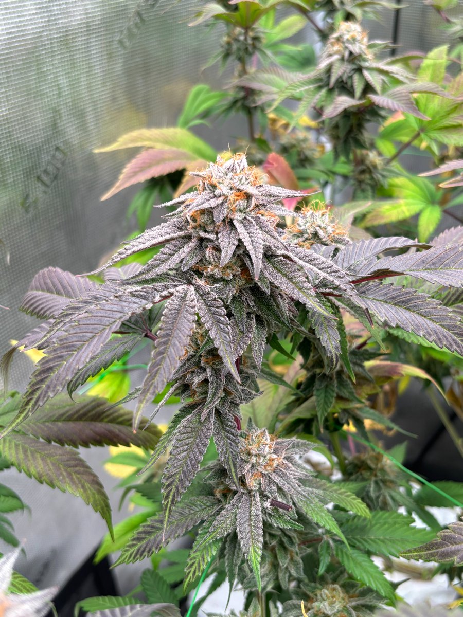 Skunktek tweet media