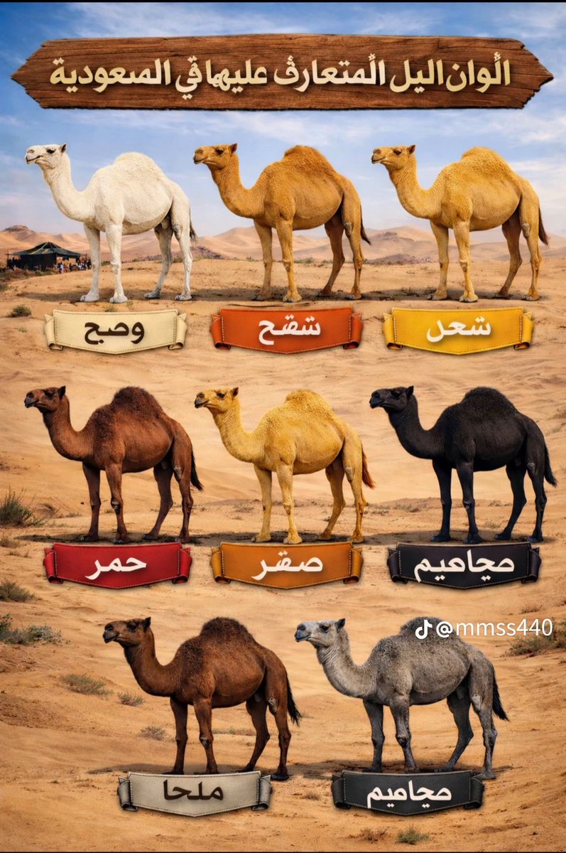 ﴿أَفَلا يَنظُرونَ إِلَى الإِبِلِ كَيفَ خُلِقَت﴾ [الغاشية: ١٧]