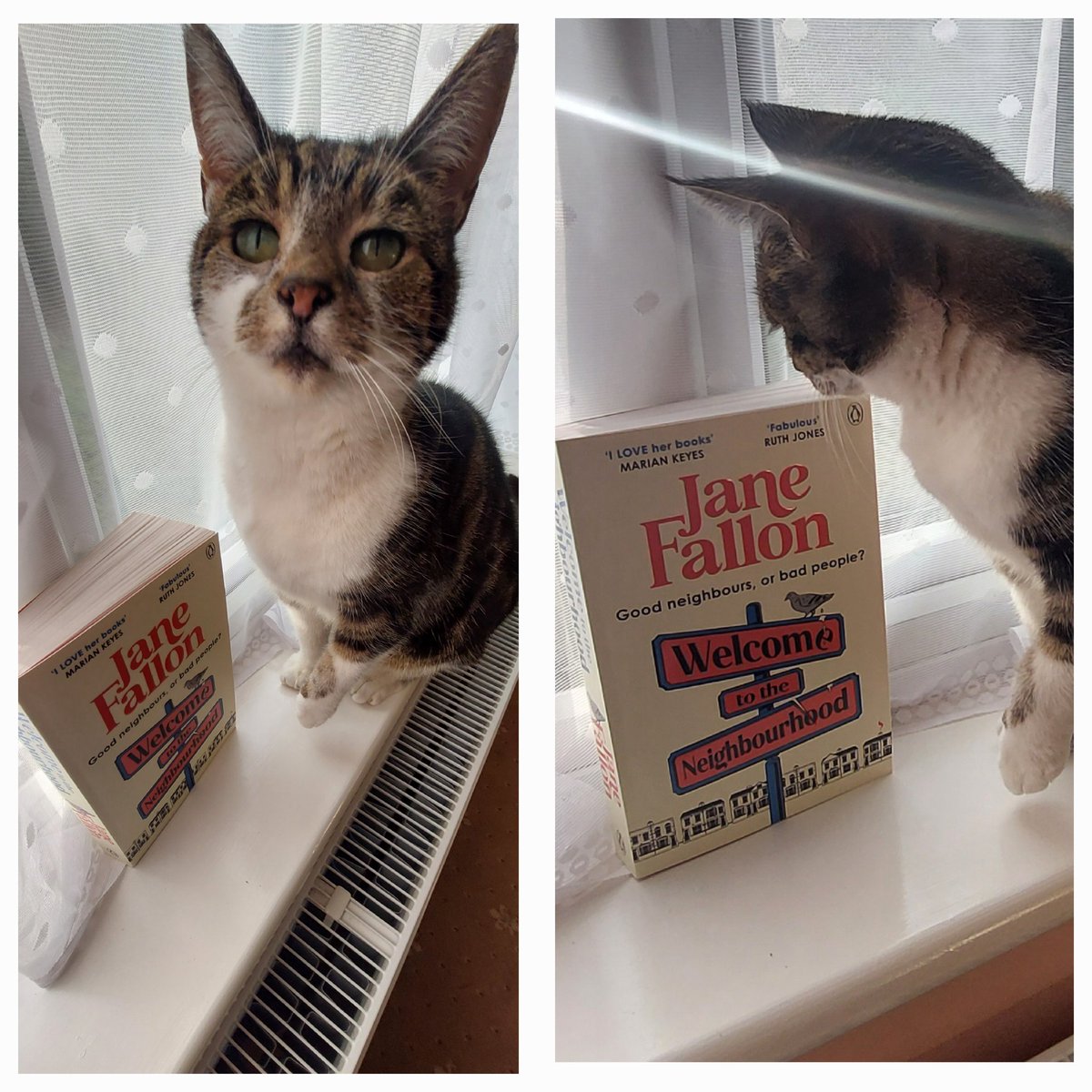 LpPeer's tweet photo. #promocat Luna welcomes a new "edition" from her favourite author (Pickle's mum) @JaneFallon #WelcomeToTheNeighbourhood (complete with sun beam ☀️😊) https://t.co/t8BRygpcb0