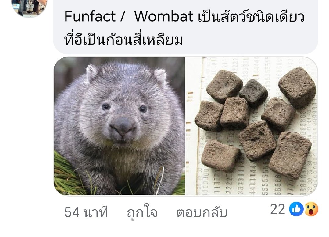 Pimchan011118's tweet image. ความรู้วัย42ปีวันนี้!!
Wombat... อึ๊เป็นสี่เหลี่ยม!!
เหลี่ยมเสมอสวยด้วย​ ลำไส้เป็นทรงอะไรก๊อน