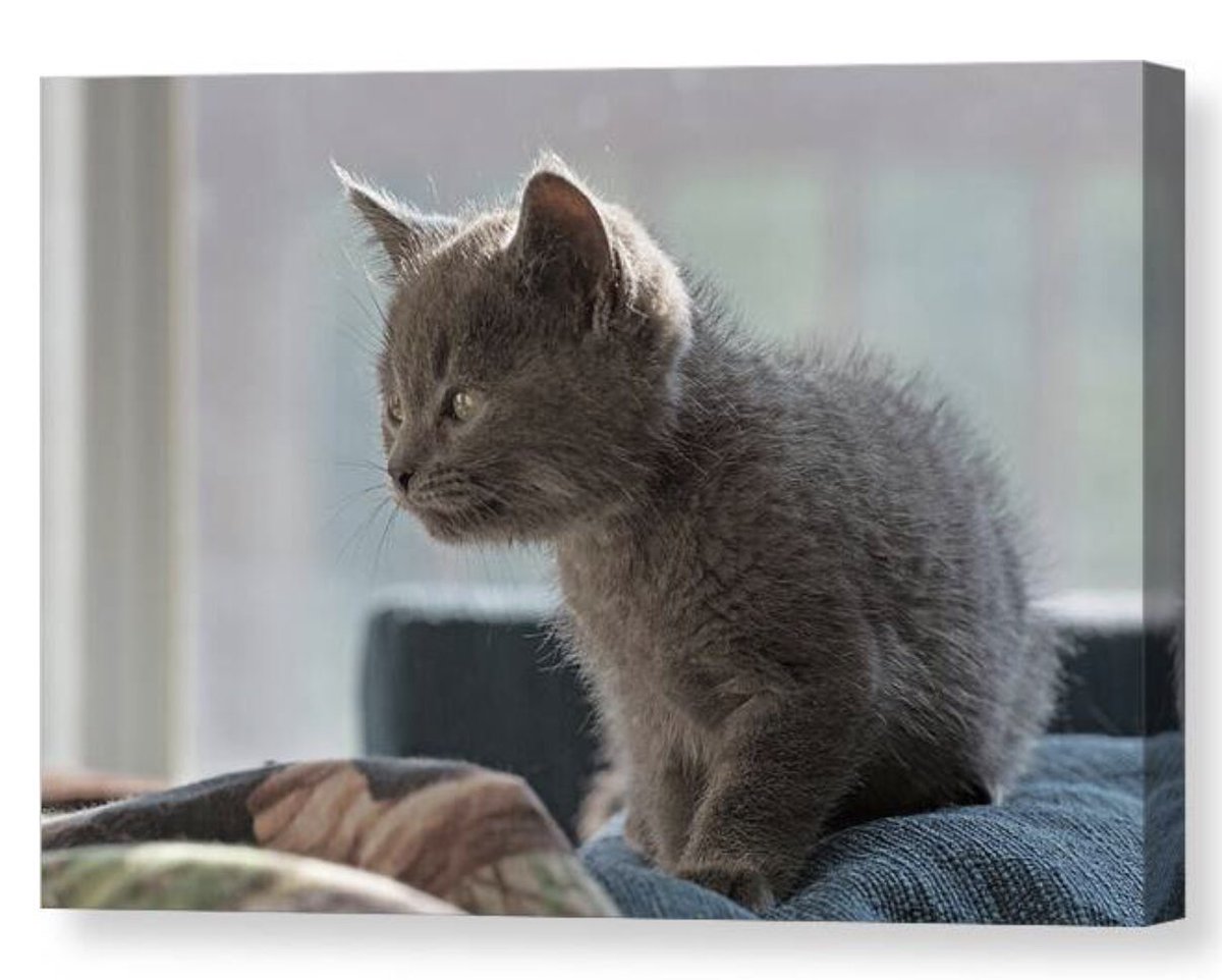 shonna99784's tweet image. Jones, The Grey Kitten by a Window - Canvas Print shonna-hawkins.pixels.com/featured/jones…

This image won 3rd place in the Lovely Cats contest on FAA on 1/12/26!

#Jones #GreyKitten #Window #SoftLight #Kitten #CanvasPrint #FineArtPrints #WallArt #HomeDecor #ShonnaHawkinsPhotography #buyintoart