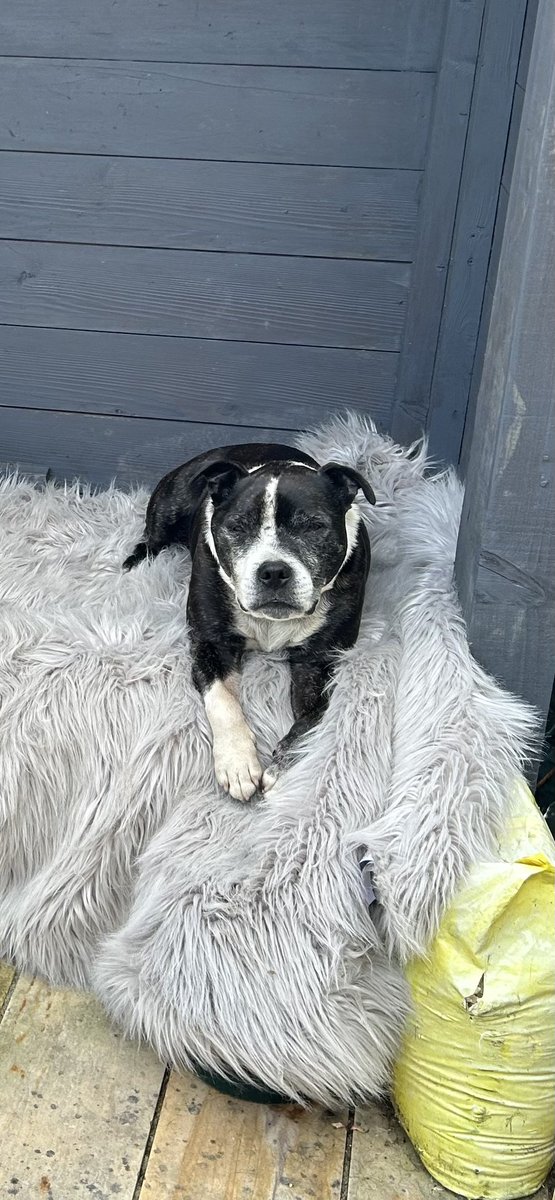 millypod1's tweet image. 🆘13 JAN 2026 #Lost Pumphrey (Mr P ) #ScanMe
Black &amp;amp; White Staffordshire Bull Terrier Male
One eye missing and dent in side of head😢
Penrose opposite Boating Lake #Helston #Cornwall #TR13 
doglost.co.uk/dog/201766