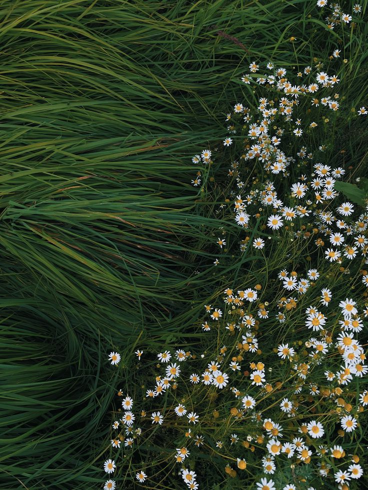 greenvibe's tweet image. 