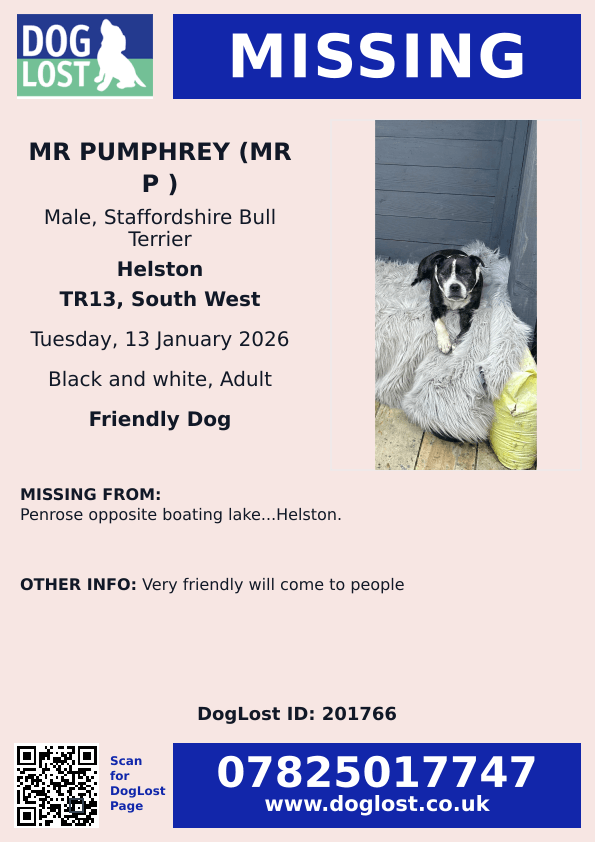 millypod1's tweet image. 🆘13 JAN 2026 #Lost Pumphrey (Mr P ) #ScanMe
Black &amp;amp; White Staffordshire Bull Terrier Male
One eye missing and dent in side of head😢
Penrose opposite Boating Lake #Helston #Cornwall #TR13 
doglost.co.uk/dog/201766