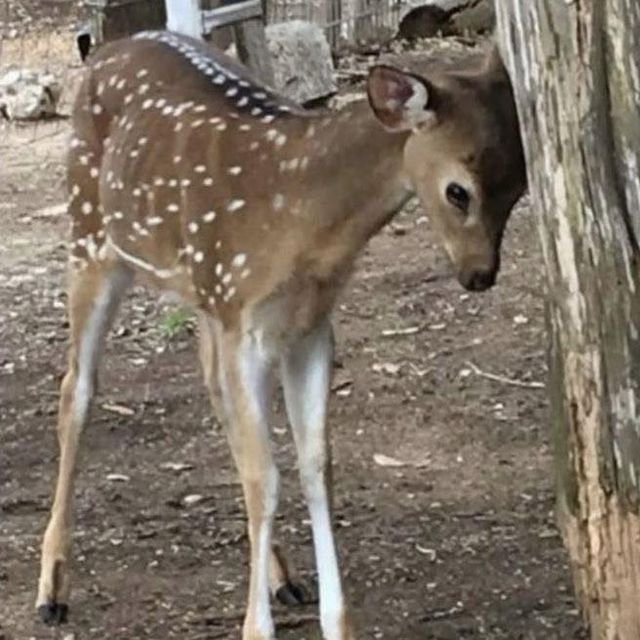 stupid... stupid... stupid...