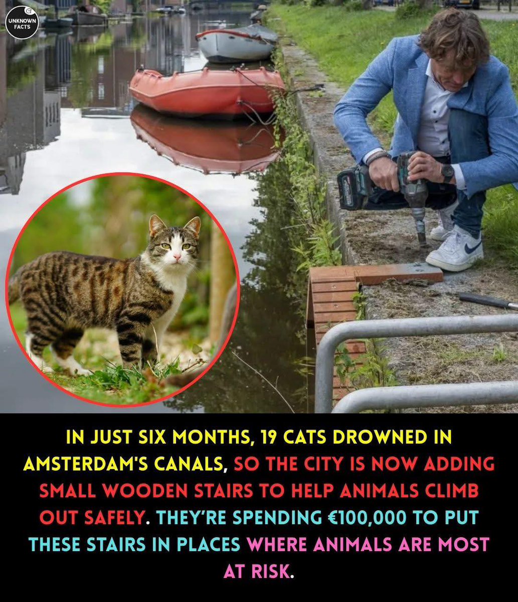 Amsterdam has allocated up to €100,000 to install steps along city centre canals to help cats out of the water.

The tiny wooden staircases aim to save felines and other animals from drowning in areas with high walls.

According to animal welfare organisation Dierenambulance