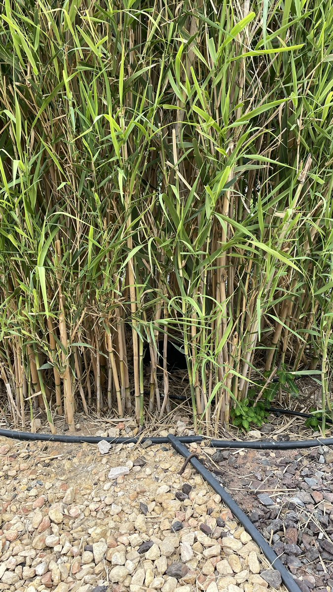 Would you believe if I told you this was in Dubai?

🌞 cherry red sunsets
🌳 tree farms 
🌴 Grass homes

#dubai