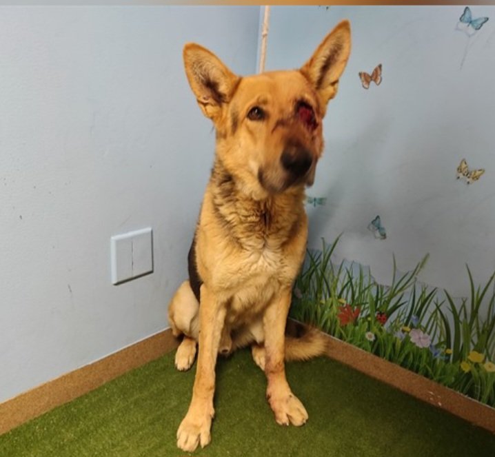 mapleveewesem's tweet image. Lancaster does not officially name dogs till they come off stray wait, but they are calling him ALARIC for now. He's not showing up on 24Petconnect, but is on the Los Angeles Co website.