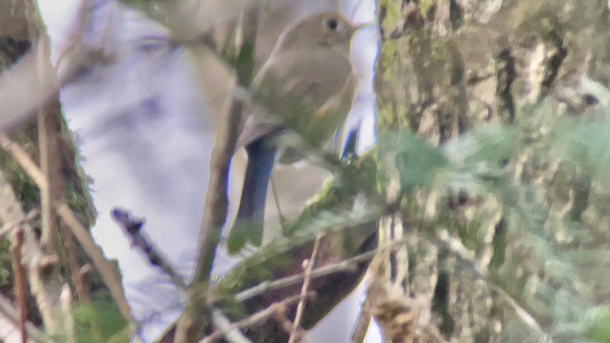 Stivi Musievski tweet media